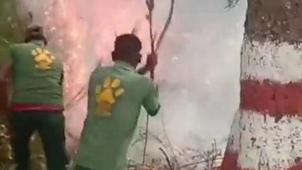 पश्चिमी चंपारण: बाघों के आशियाना में लगी भीषण आग, तीन एकड़ जंगल जलकर राख