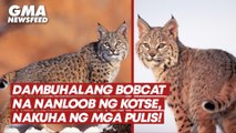 Dambuhalang bobcat na nanloob ng kotse, nakuha ng mga pulis! | GMA News Feed
