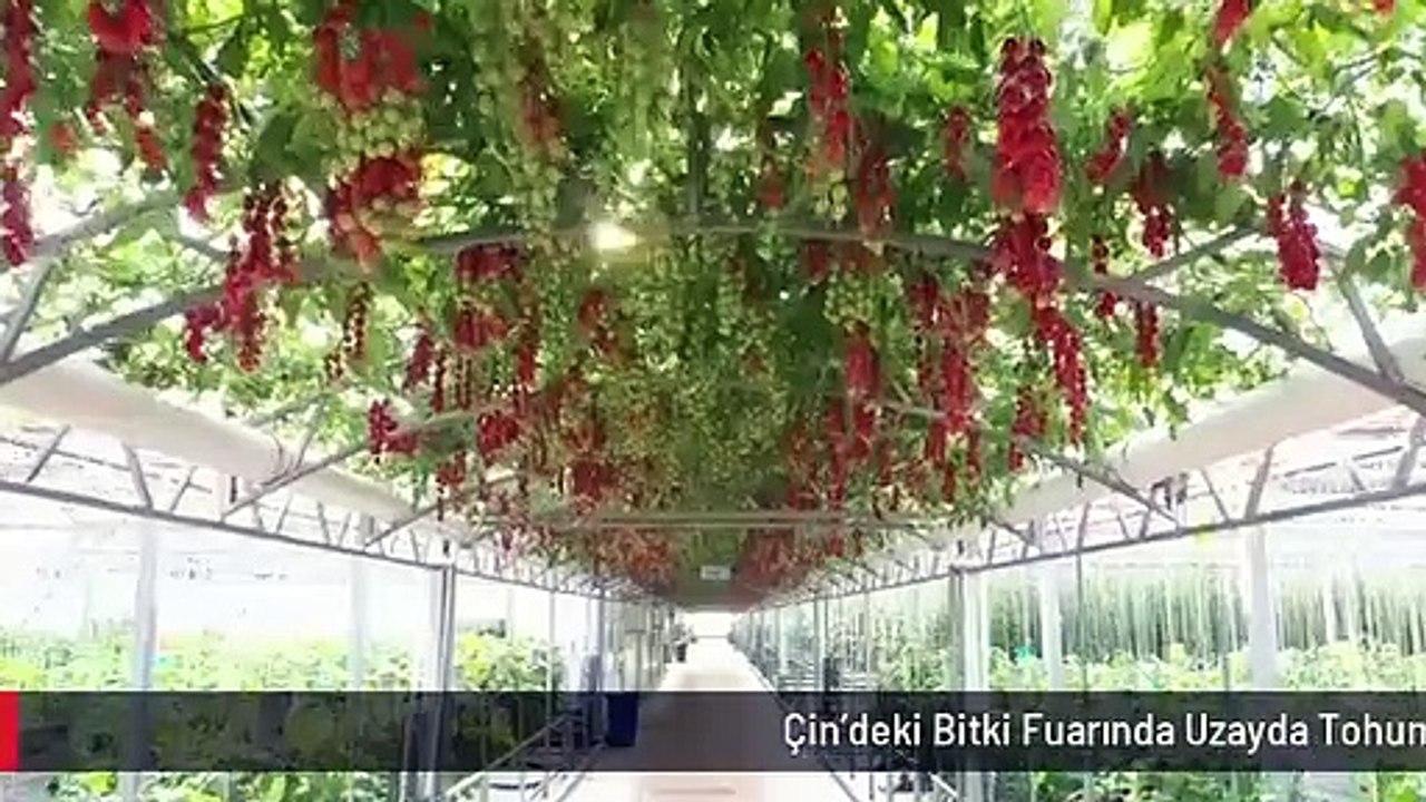 Çin'deki Bitki Fuarında Uzayda Tohum Yetiştirme Teknolojisi Tanıtıldı