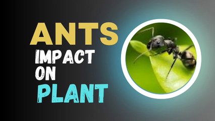 The impact of Ants on Plant Growth