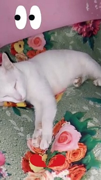Cute Cat Videos | #shorts.