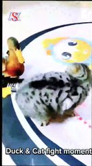 Duck Fight ।। cat vs duck funny fighting ।। #shorts #funny