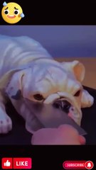 Cat&Dog/Is this a cake? #shorts #funny #youtubeshorts #funnyshorts #funnyvideos #cat #dog #viral