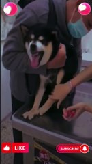Husky gets scrd seing the cats shck #shorts #funny #dog #cat #youtubeshorts #shortvideo #shortsvideo