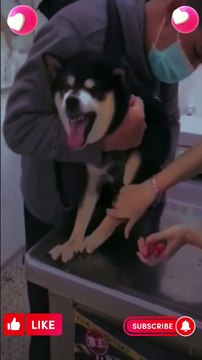 Husky gets scrd seing the cats shck #shorts #funny #dog #cat #youtubeshorts #shortvideo #shortsvideo