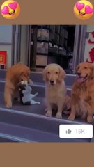 Cute friends - cat and dog | #shorts #dog #cats #funny #catsvideos #dogvideo #doglovers #catvideo