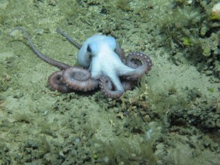 Scientists found octopus on the Hebrides Terrace Seamount