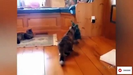Funny cats  lovers _ Funny cats videos