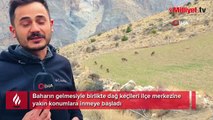 Dağ keçileri ilçe merkezine kadar indi