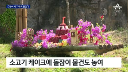 ‘멸종위기’ 시베리아 호랑이 세 자매의 돌잔치