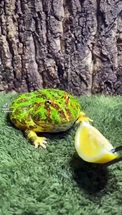 Funny Frog
