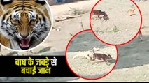 Viral video: बाघ के जबड़े से बछिया को बचाकर निकाल लाई गाय, लोगों ने कहा- 'मां तो मां होती है'