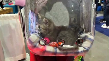 Most beautiful baby cats videos