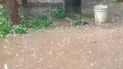 మంచిర్యాల: జిల్లాలో వడగండ్ల వాన..!