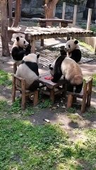 四只大熊貓坐一桌，邊吃東西邊聊天。接著要打麻將了！Four giant pandas sat at a table, eating and talking. Maybe they going to play mahjong next!