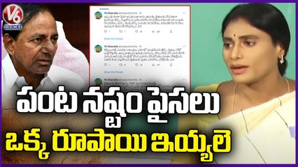 YS Sharmila Fires On CM KCR Through Twitter Over Crop Compensation _ V6 News