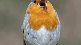 Robin Keeps Looking Up For Partner | Nature | Birds | London Birds