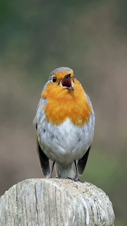 Robin Keeps Looking Up For Partner | Nature | Birds | London Birds