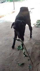 Amazing Baby Goat Eating Video