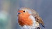 European Robin Bites In The Frost | Robin Birds | Nature | Wildlife | Tailorbirds