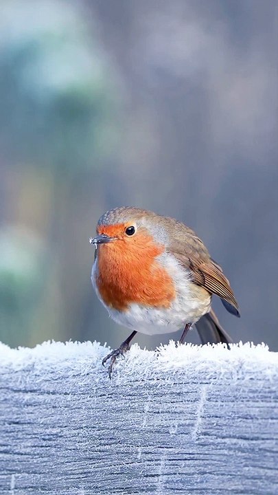 European Robin Bites In The Frost | Robin Birds | Nature | Wildlife | Tailorbirds