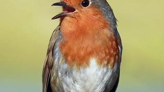 Robins Are Suddenly Everywhere In England- Amazing | Robin birds | Nature | London Nature| Wildlife | European Birds