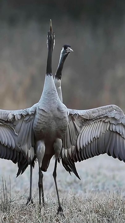 Common Cranes Mating -  Songs of Nature | Poland Common Cranes | Nature | Wild Birds