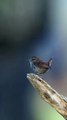 Tailorbird Singing | London Amazing Bird | Nature | Wild Life | Tailorbirds Video