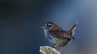 Tailorbird Singing | London Amazing Bird | Nature | Wild Life | Tailorbirds Video