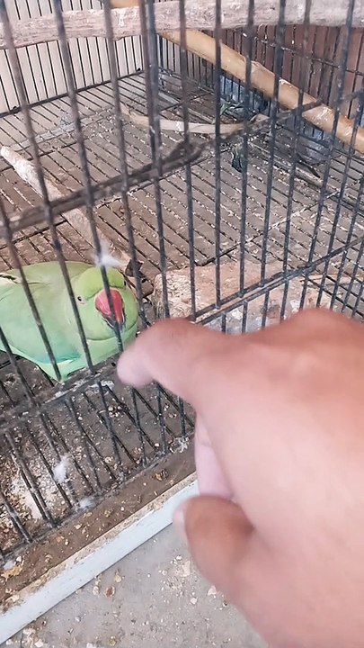 Parrots #talkingparrot #funnyanimals