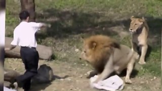 Crazy Man Entered The Lions Cage in Taipei Zoo   Horrible News Video of man vs Lion