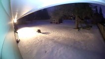 Mini Aussie Fends Off Coyote in Back Yard