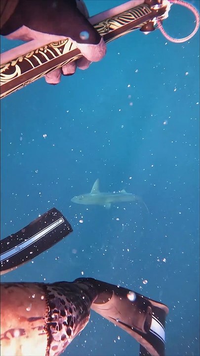 Sharknado Bay Camera Footage