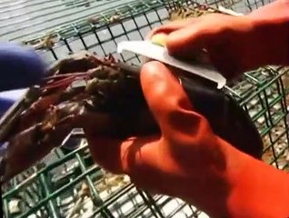 Fetch! with Ruff Ruffman Fetch with Ruff Ruffman S02 E015