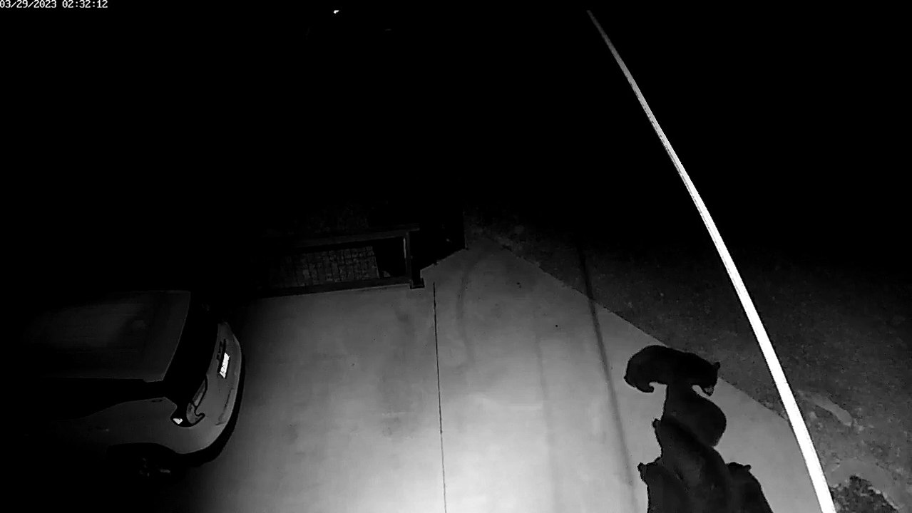 mama-bear-and-4-cubs-play-on-parking-pad-video-dailymotion