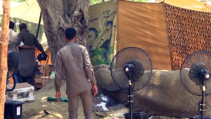 شاهد: بعد سقوطها في بركة في حديقة حيوانات كراتشي .. الفيلة نور جيهان لم تنج وفارقت الحياة