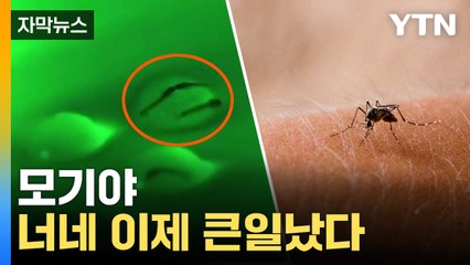 [자막뉴스] 모기 박멸 효과 입증...상용화 '주목' / YTN