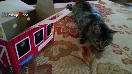 Funny Cats Meeting Cute Baby Animals Compilation [CUTE] (3)