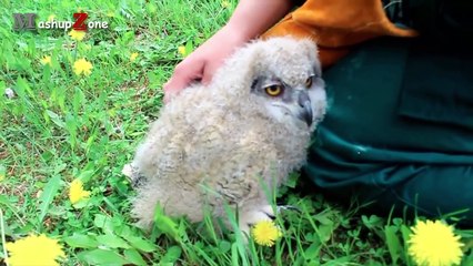 Funny Owls And Cute Owl Videos Compilation 2016 (2)