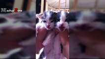 Kittens Meowing - A Cats Meowing Compilation [CUTE] (3)