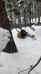 Bear Plays With Tree Branch in South Lake Tahoe