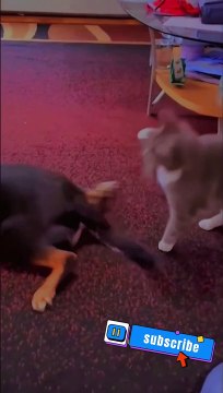 These cats are funny cats #cats #catstiktok #catvideos #catlover #shorts #funny #cat #youtubeshorts #cats #shortsvideo