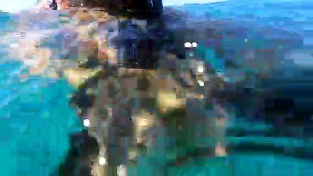 Hawaii Turtle Rescue