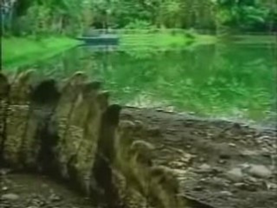 crocodile dundee