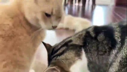 Cat loves romantic video | cute cat couple