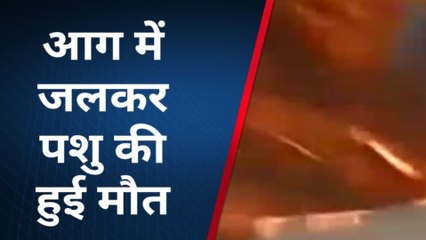 मुंगेर: आग लगने से दो मवेशी की जलकर मौत, गांव में मची अफरा-तफरी