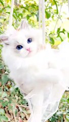You have not seen such a beautiful cat