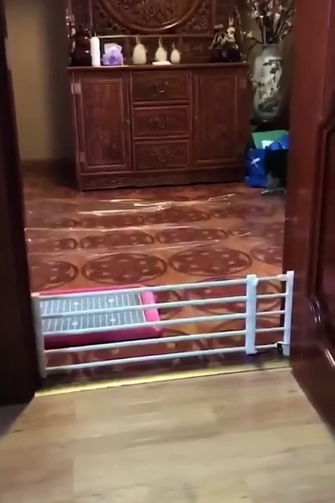 Funniest Cats and Dogs  _ Funny Animal Videos #10