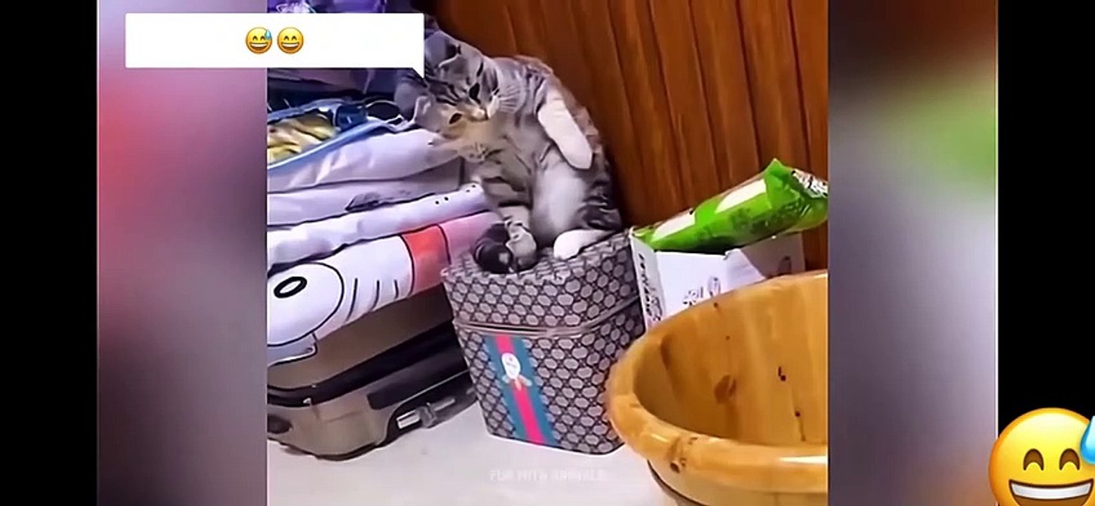Funniest Animals  Funny Cats and Dogs 2023  Part 2✅