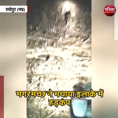 मगरमच्छ ने मचाया इलाके में हड़कंप